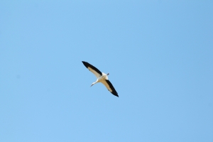 IMG 3543