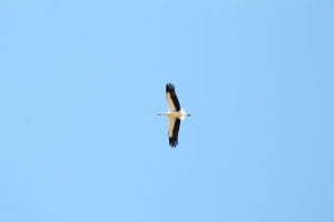 IMG 3546