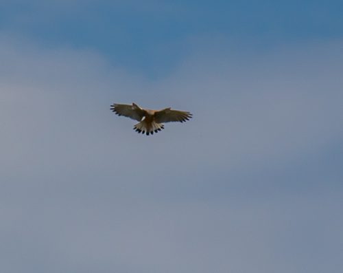 20250608-IMG 9758